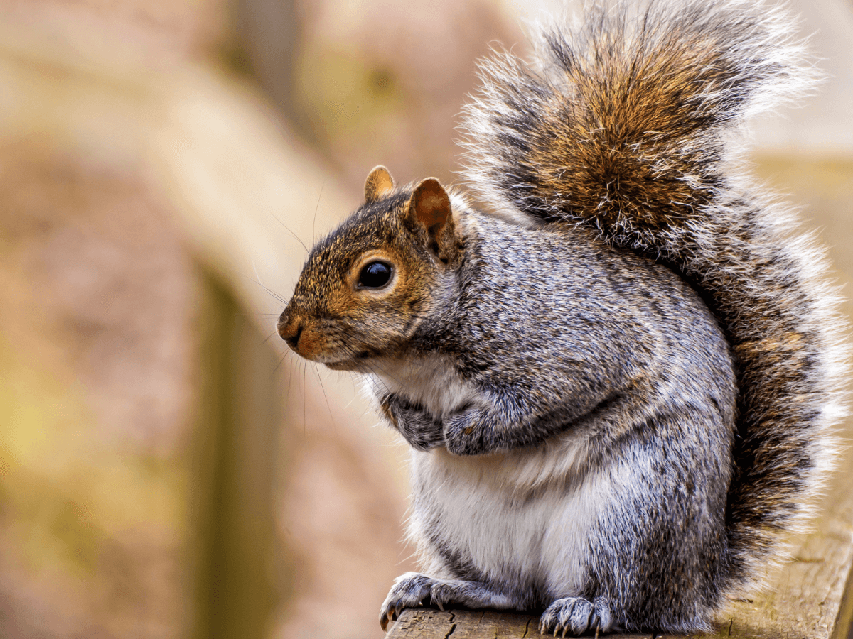 The Spiritual Meaning of a Squirrel for Love, Manifestation, Twin Flames, and More